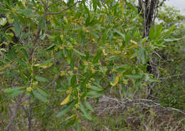 Image of Dodonaea viscosa subsp. burmanniana (DC.) J. West