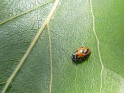Image of Parenthesis Lady Beetle