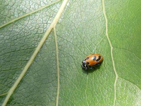 Image of Parenthesis Lady Beetle