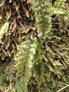 Imagem de Hymenophyllum dentatum Cav.