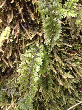 Image of Hymenophyllum dentatum Cav.