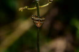 Image of Ricania simulans (Walker 1851)