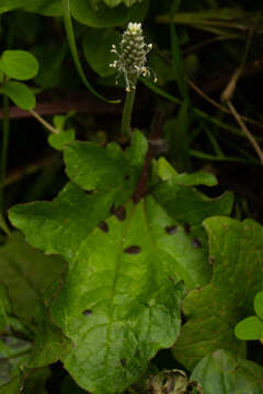 Image of Plantago palmata Hook. fil.