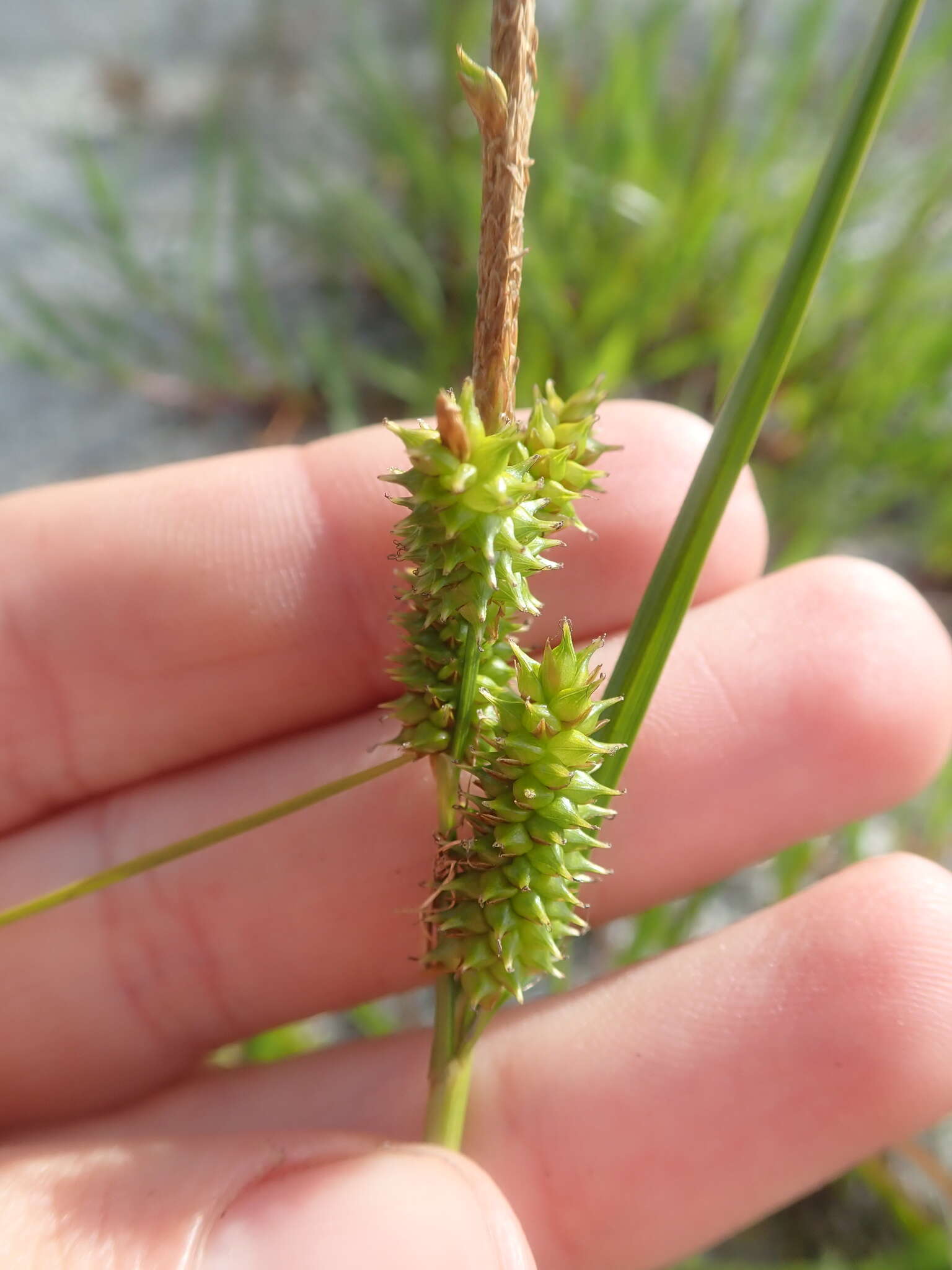 Image de Carex fuscula d'Urv.