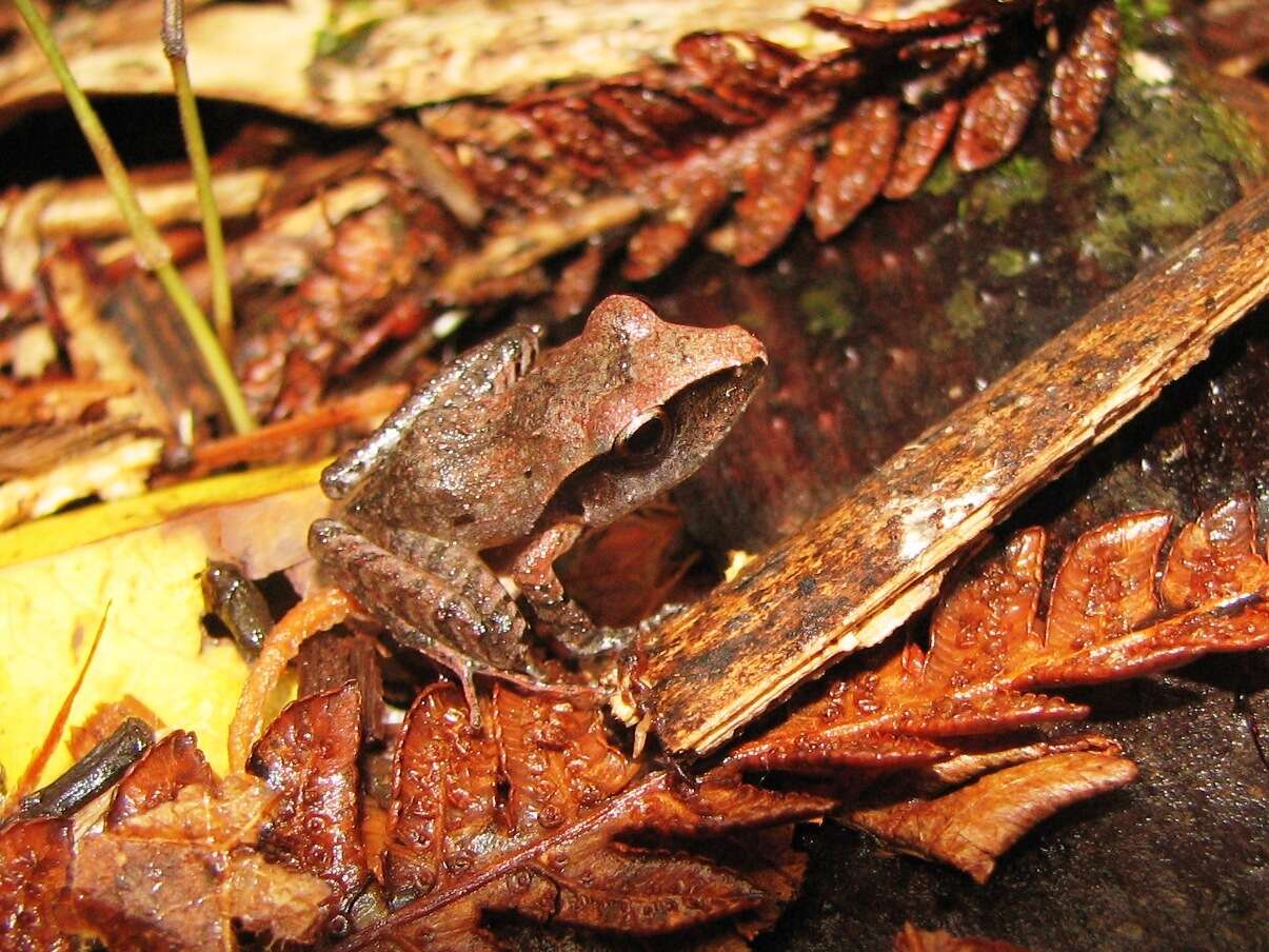 Image of Izabal robber frog