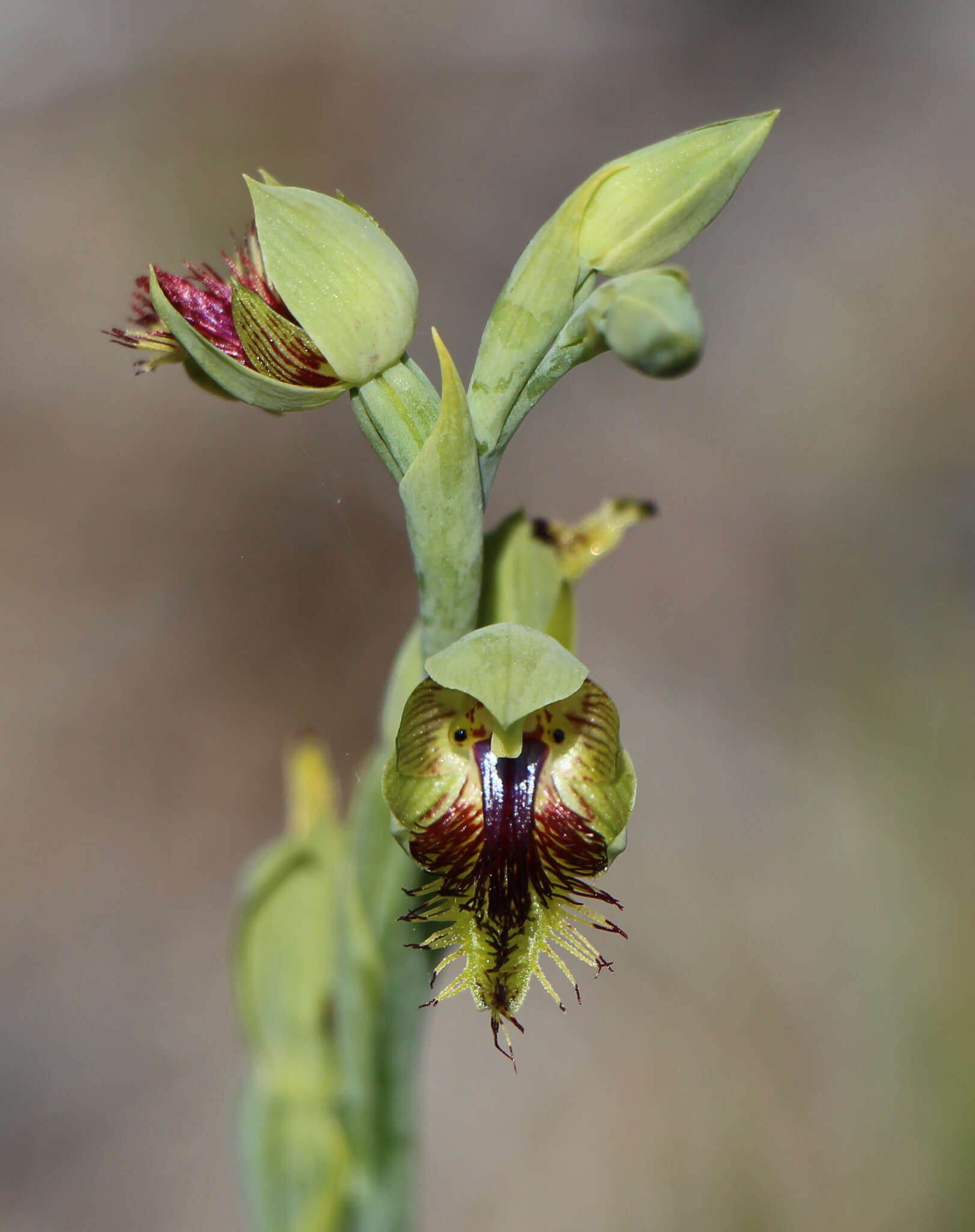 Calochilus herbaceus Lindl.的圖片