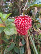 Image of Andes berry