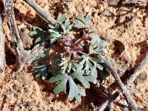 Image of Trachymene cyanopetala (F. Müll.) Benth.