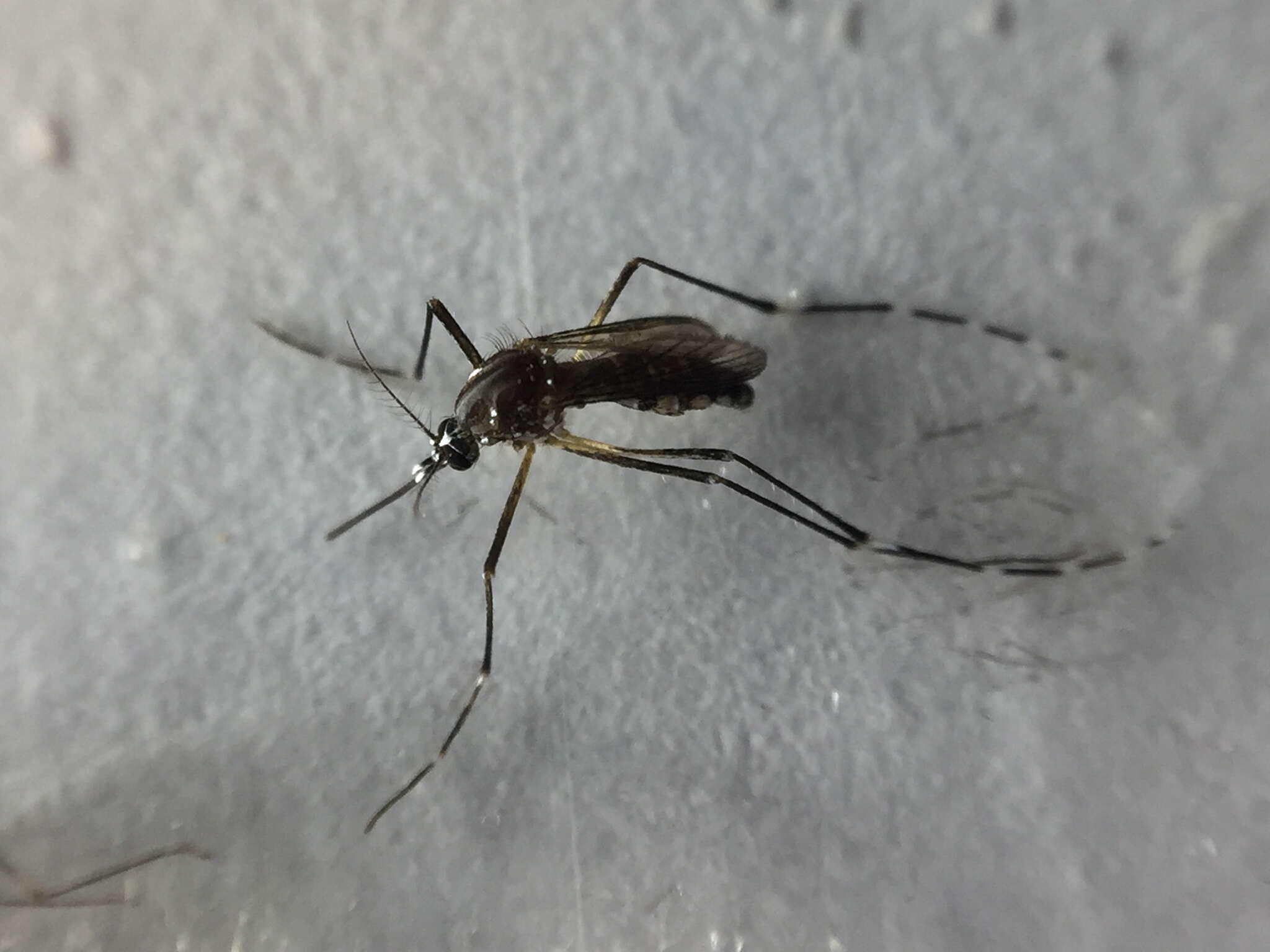 Image of Dengue fever mosquito