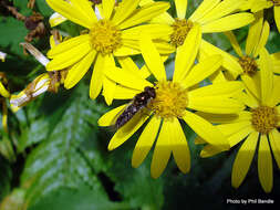 Imagem de Senecio solandri var. rufiglandulosus (Col.) Allan