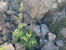 Image of Fendler's meadow-rue