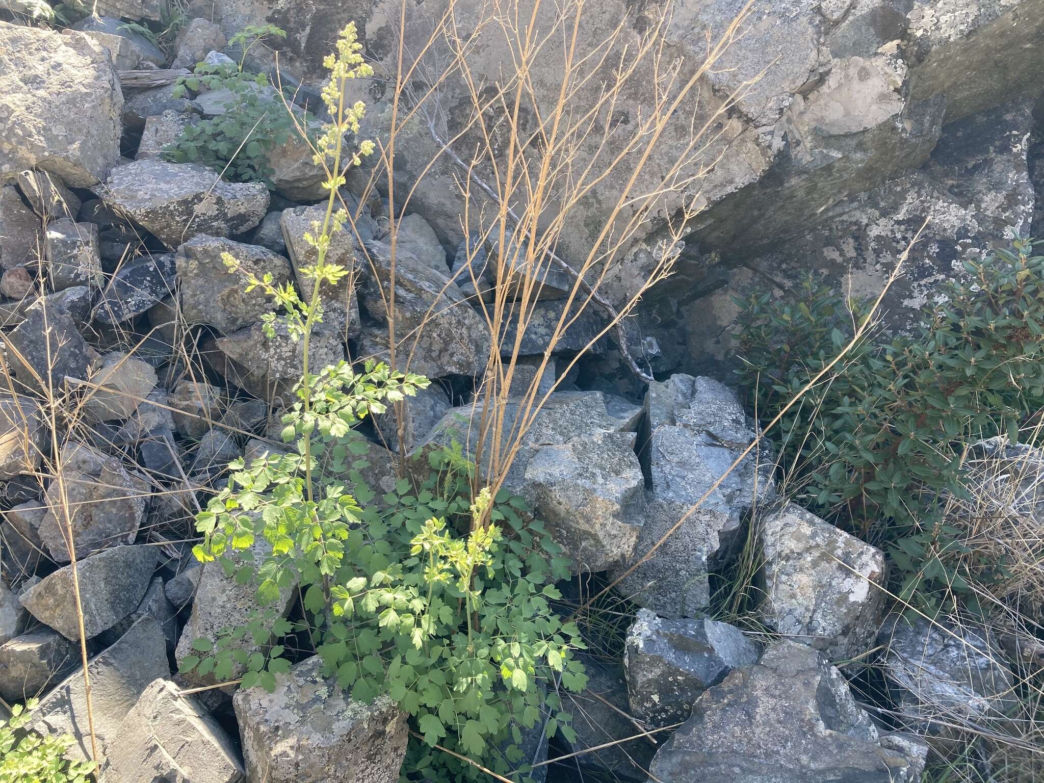 Image of Fendler's meadow-rue