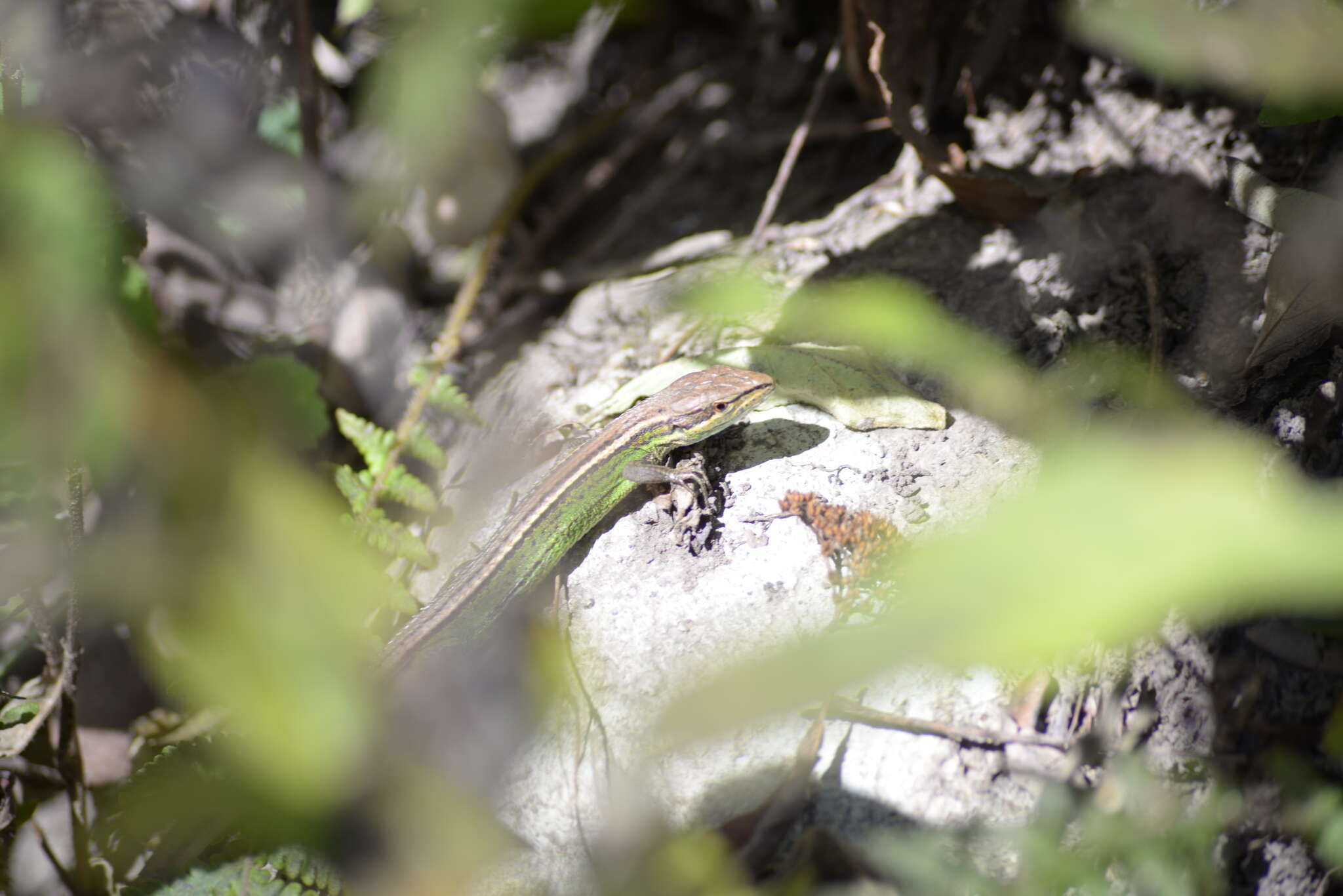 Image of China Grass Lizard