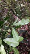 Image of Melicope magnifolia (Baill.) T. G. Hartley