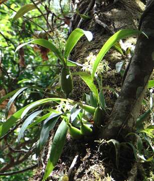 Image of Prosthechea trulla (Rchb. fil.) W. E. Higgins