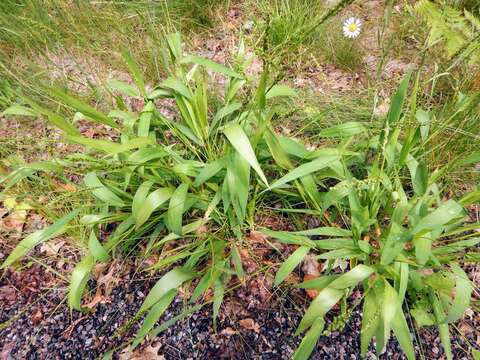 Image of Broad-Leaf Rosette Grass