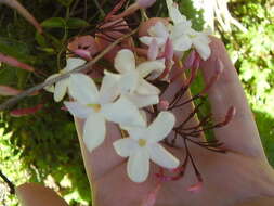 Image of pink jasmine