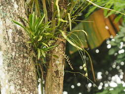 Imagem de Acriopsis liliifolia var. liliifolia