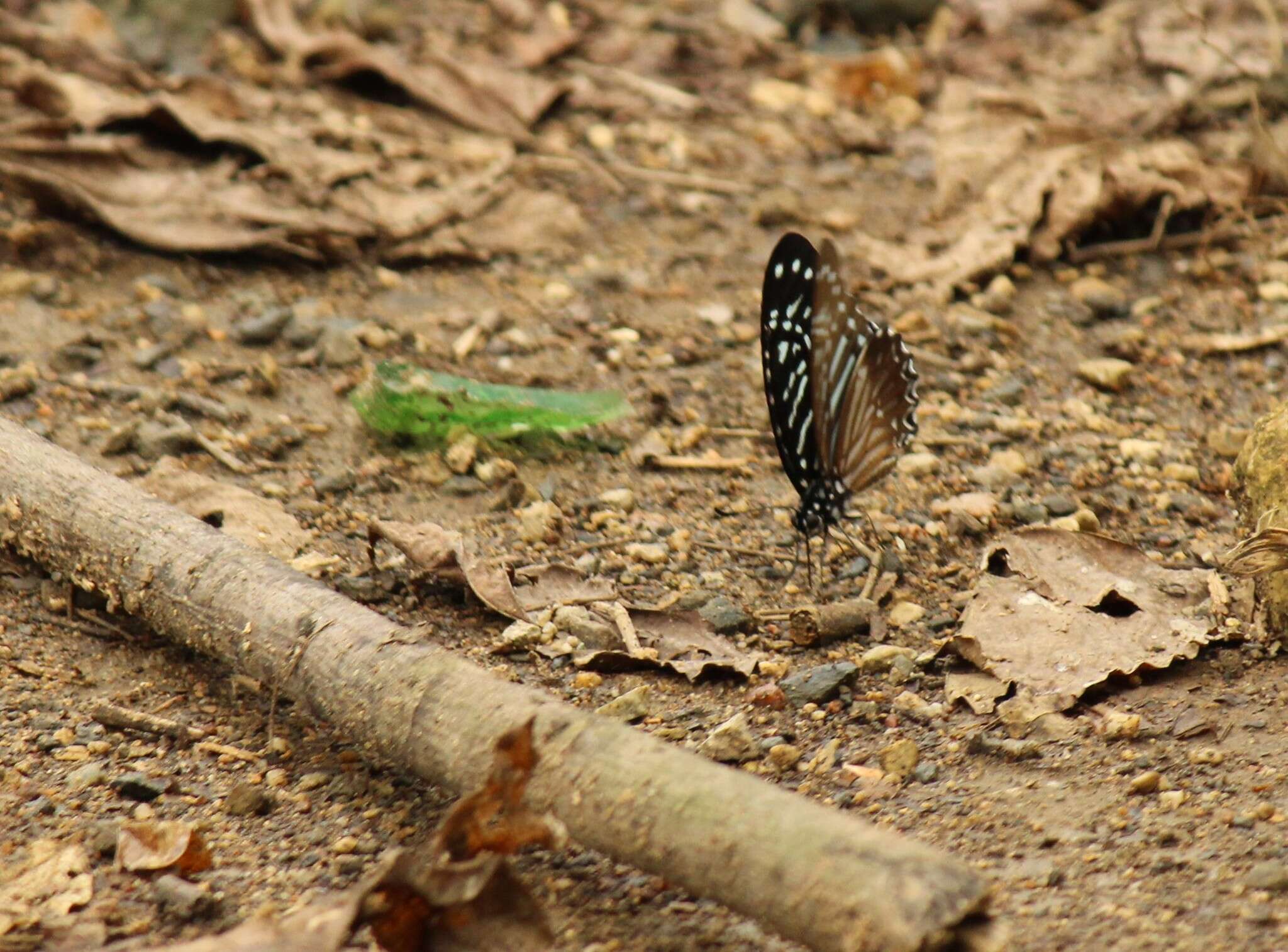 Graphium macareus (Godart 1819) resmi