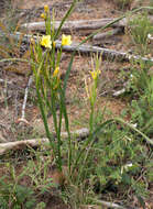 Image of apricot tulip