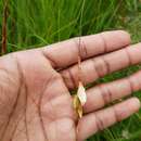 Imagem de Dierama pumilum N. E. Br.