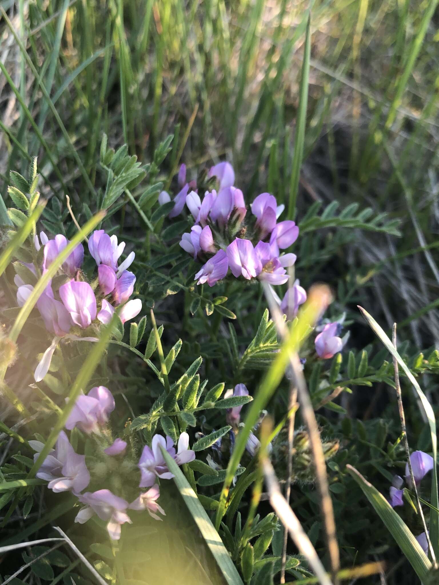 Слика од Astragalus agrestis Douglas ex Hook.