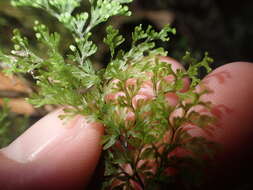 Sivun <i>Hymenophyllum polyanthon</i> kuva