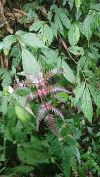 Imagem de Pteris aspericaulis Wall. ex Ag.