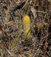 Echinopsis tunariensis (Cárdenas) H. Friedrich & G. D. Rowley resmi