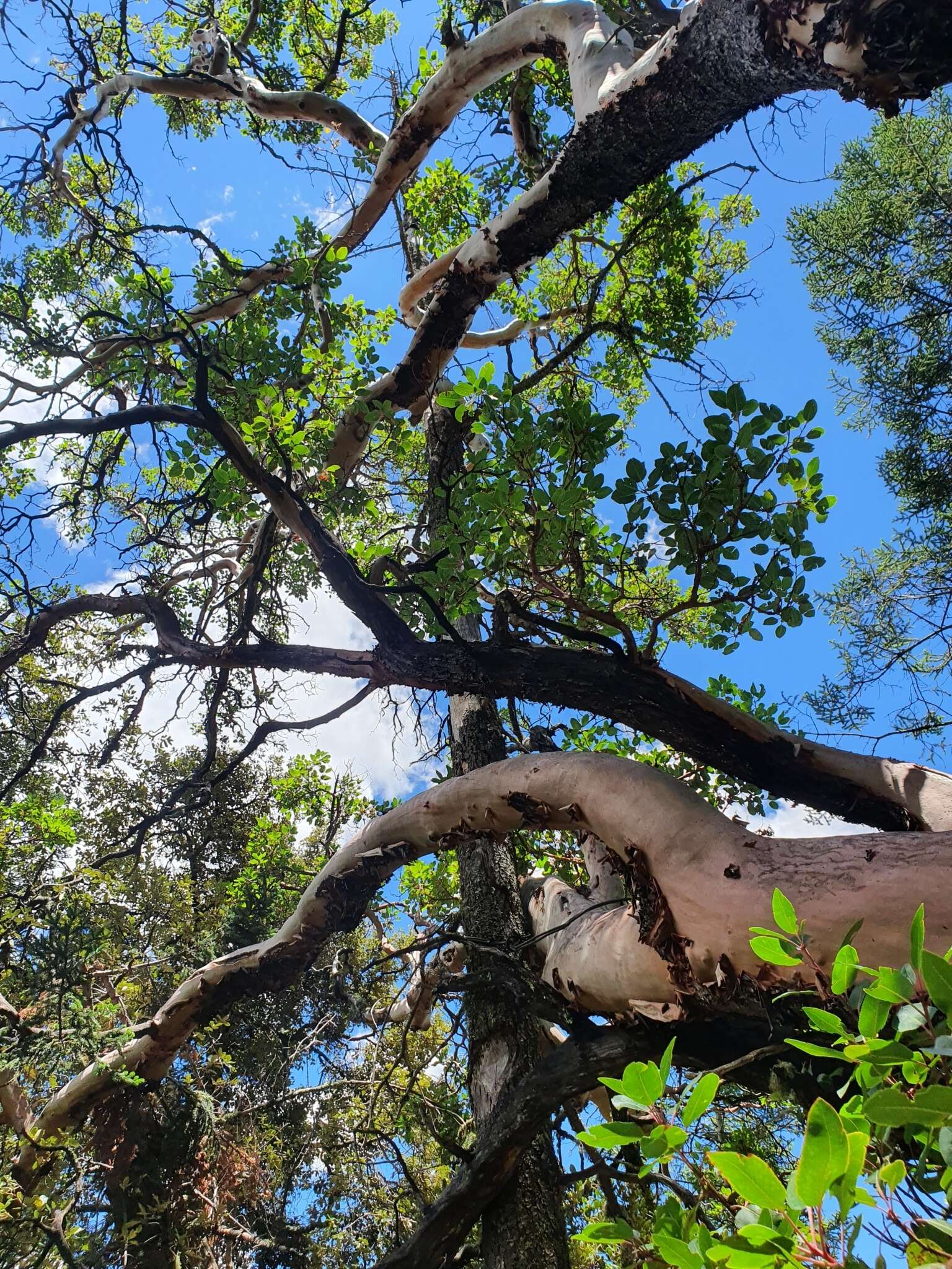 Arbutus xalapensis var. texana (S. F. Buckley) A. Gray resmi