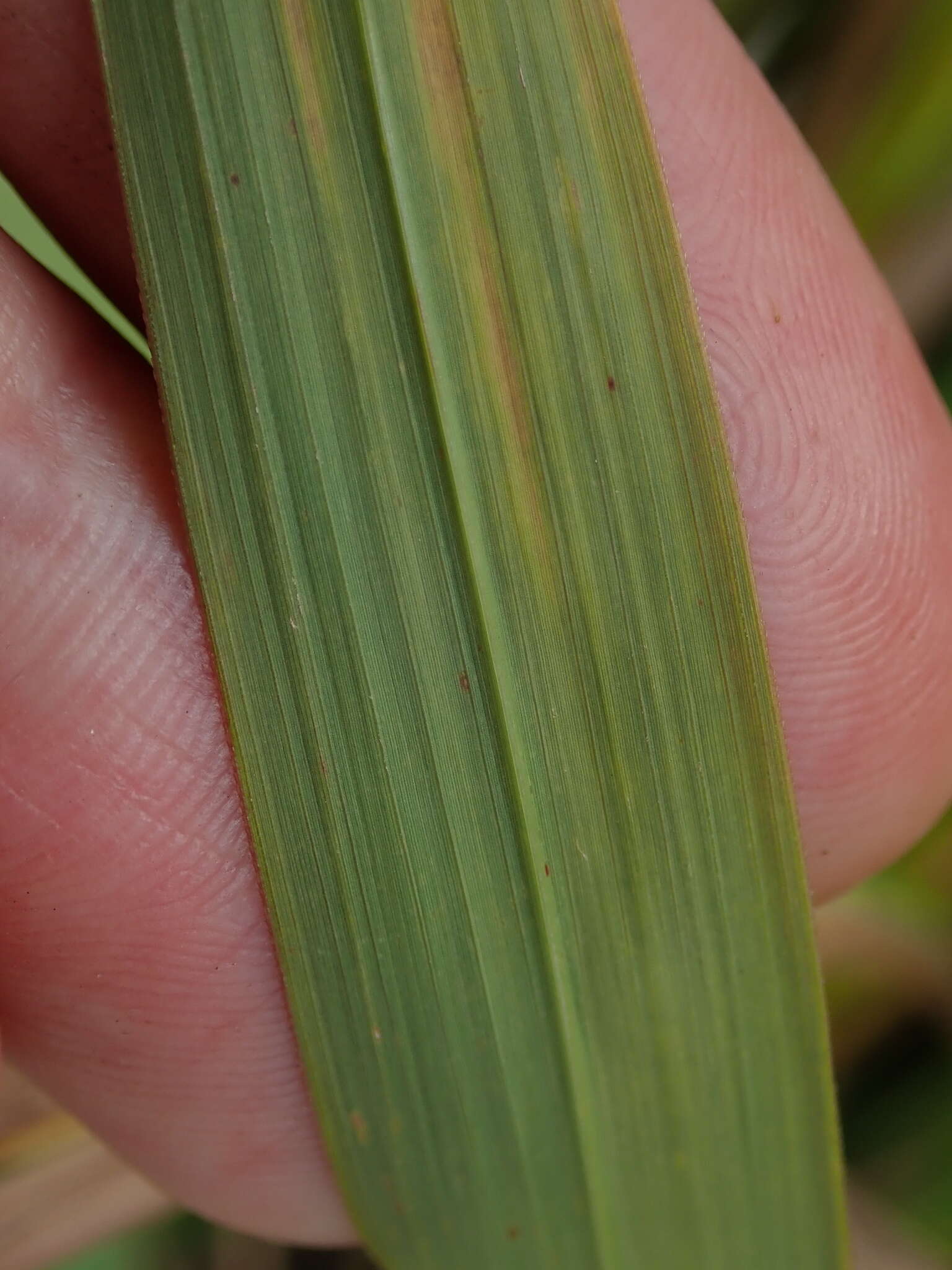 Imagem de Miscanthus sacchariflorus (Maxim.) Benth. & Hook. fil. ex Franch.