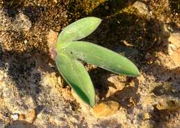 Freesia marginata J. C. Manning & Goldblatt resmi