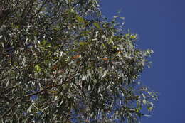 Image of northern gray ironbark