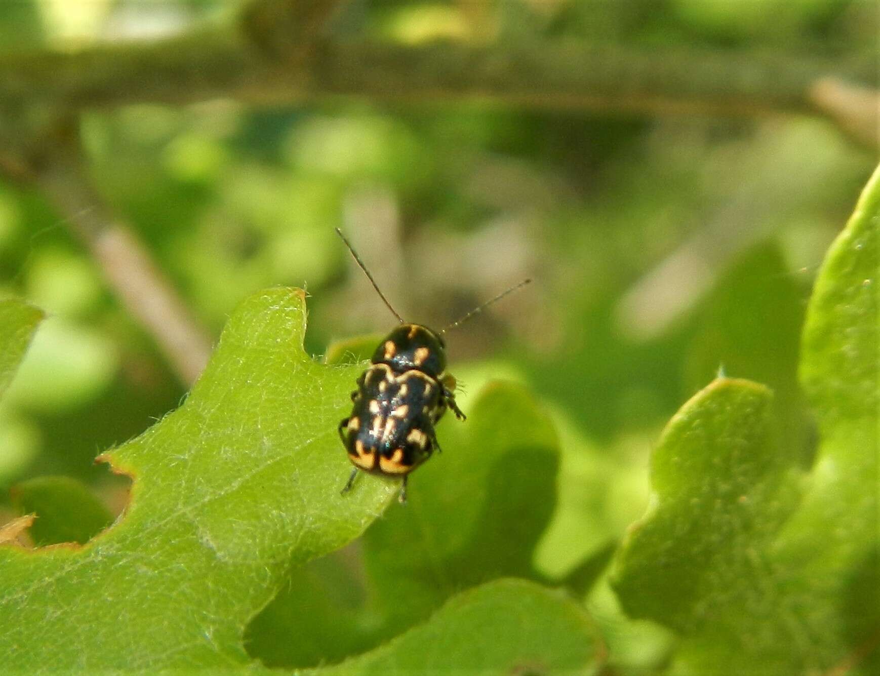 Image of <i>Pachybrachis exclusus</i>