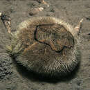 Image of heart urchin