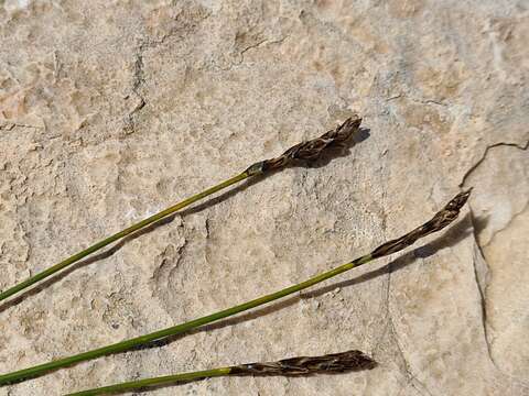 Image of Carex capillifolia (Decne.) S. R. Zhang