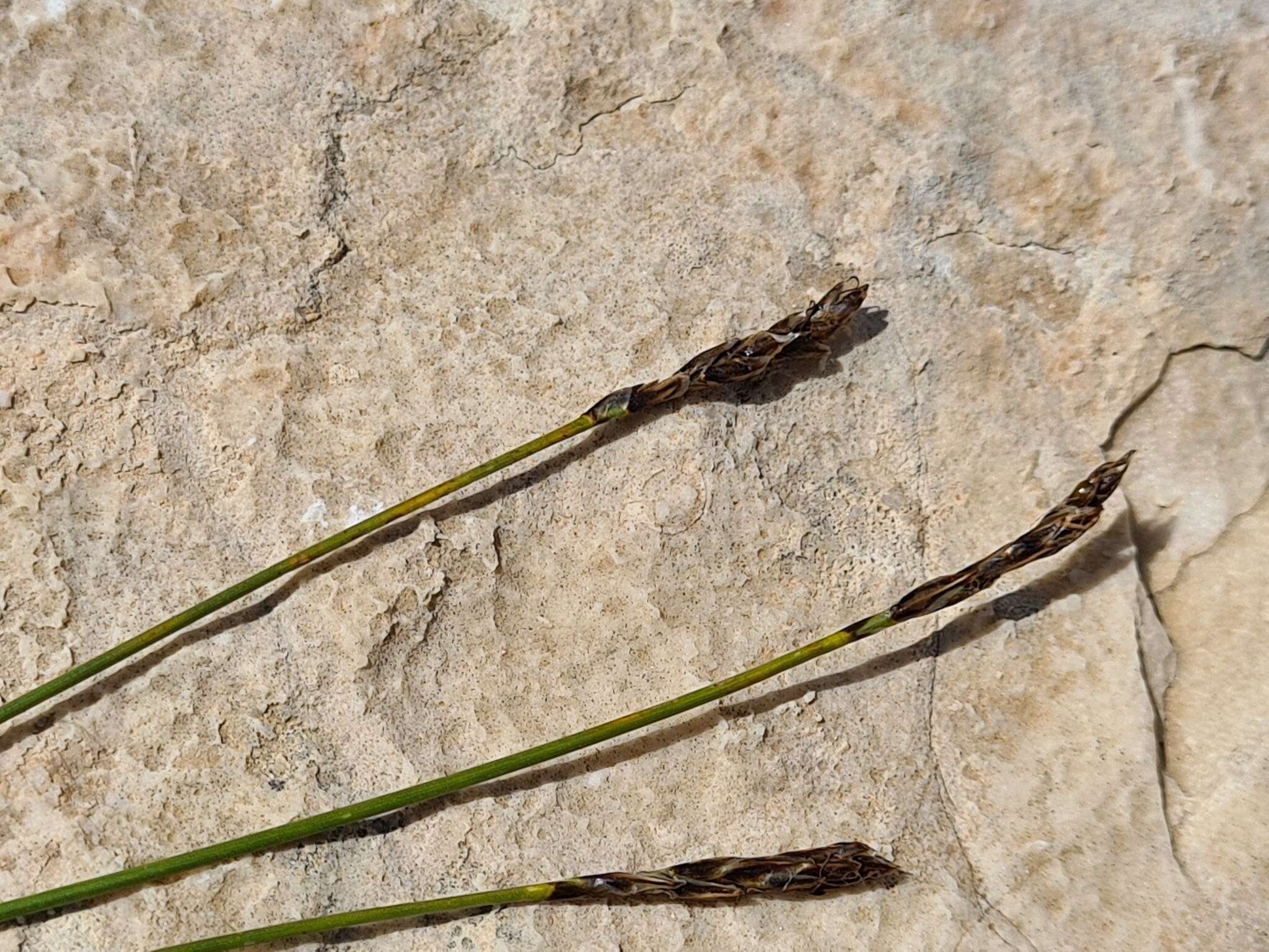 Carex capillifolia (Decne.) S. R. Zhang resmi