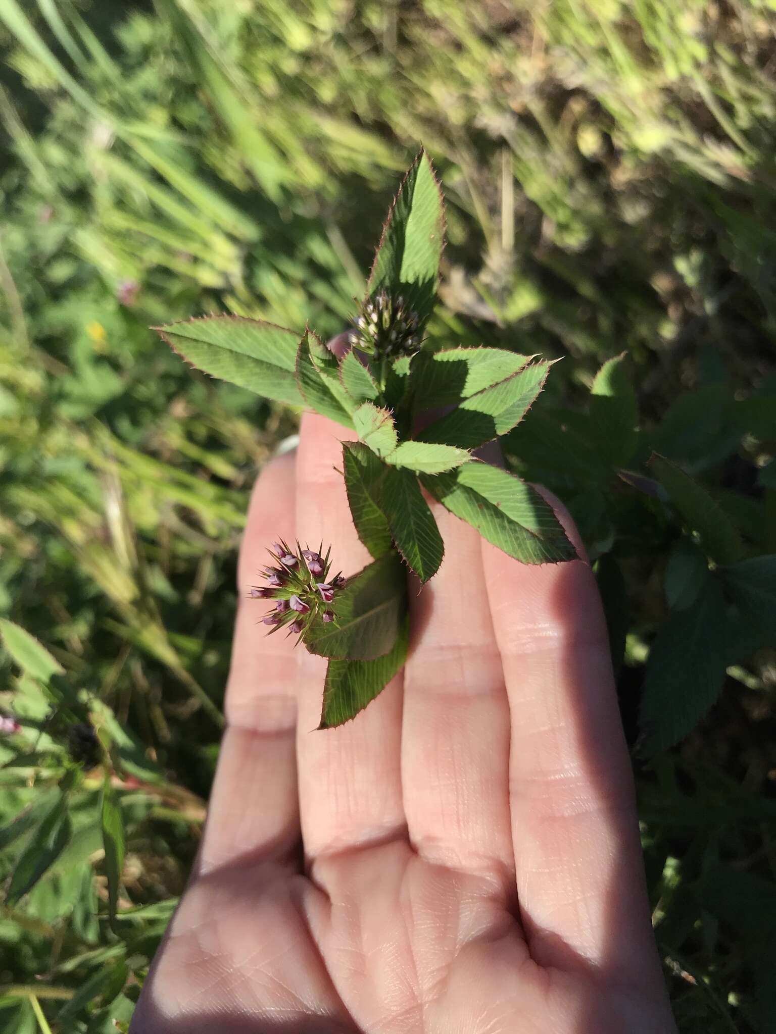 Слика од Trifolium gracilentum var. palmeri (S. Watson) McDermott