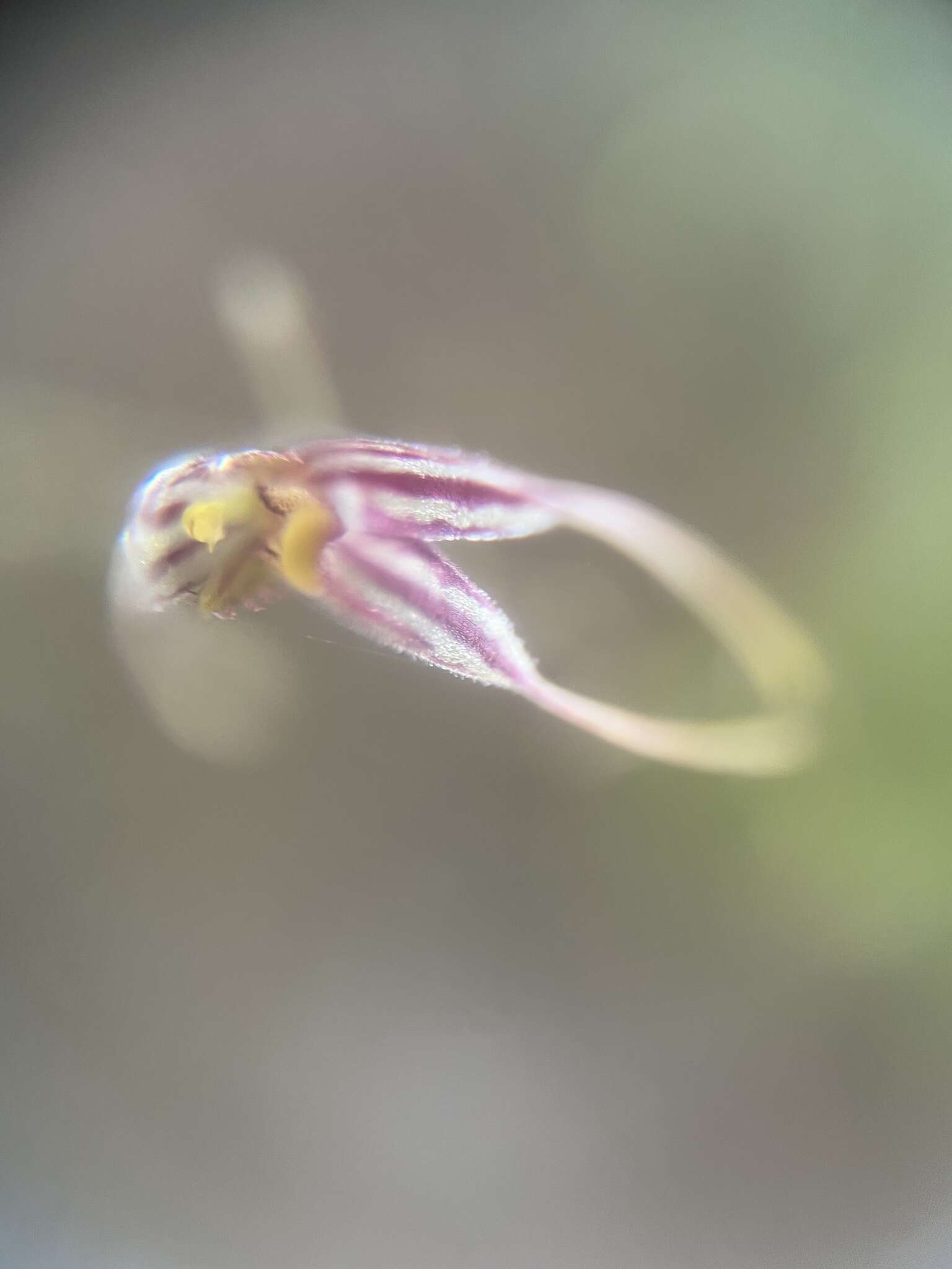 Image of forest bonnet orchid