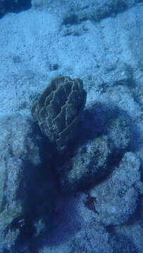 Image of stinker sponge