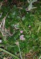 Trachymene humilis subsp. breviscapa (Domin) P. Short resmi