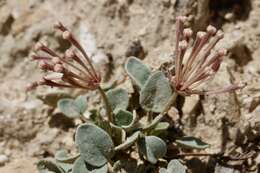 Image of Coville's dwarf sand verbena