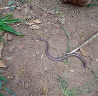 Image of Beaked Blind Snake