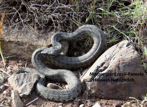 صورة <i>Macrovipera razii</i>