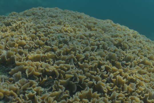 Image of leaf coral