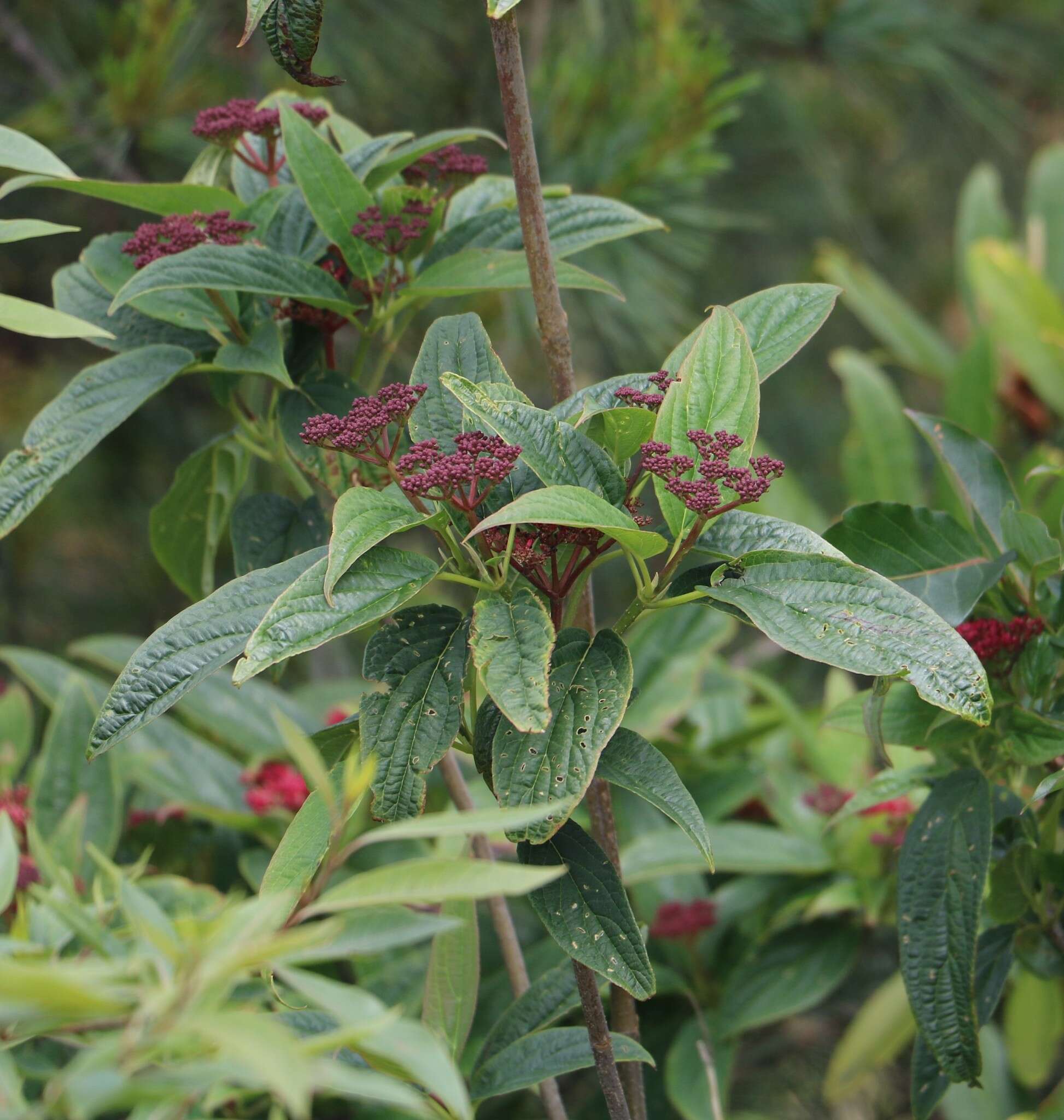 Image de Viburnum urceolatum Sieb. & Zucc.