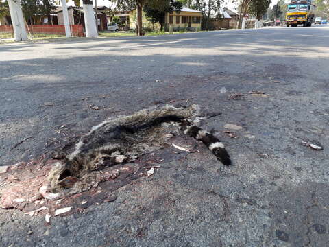 Image of large Indian civet