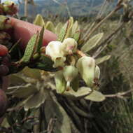 Sivun Gaultheria anastomosans (L. fil.) Kunth kuva