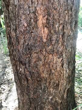 Image of Australian tallowwood