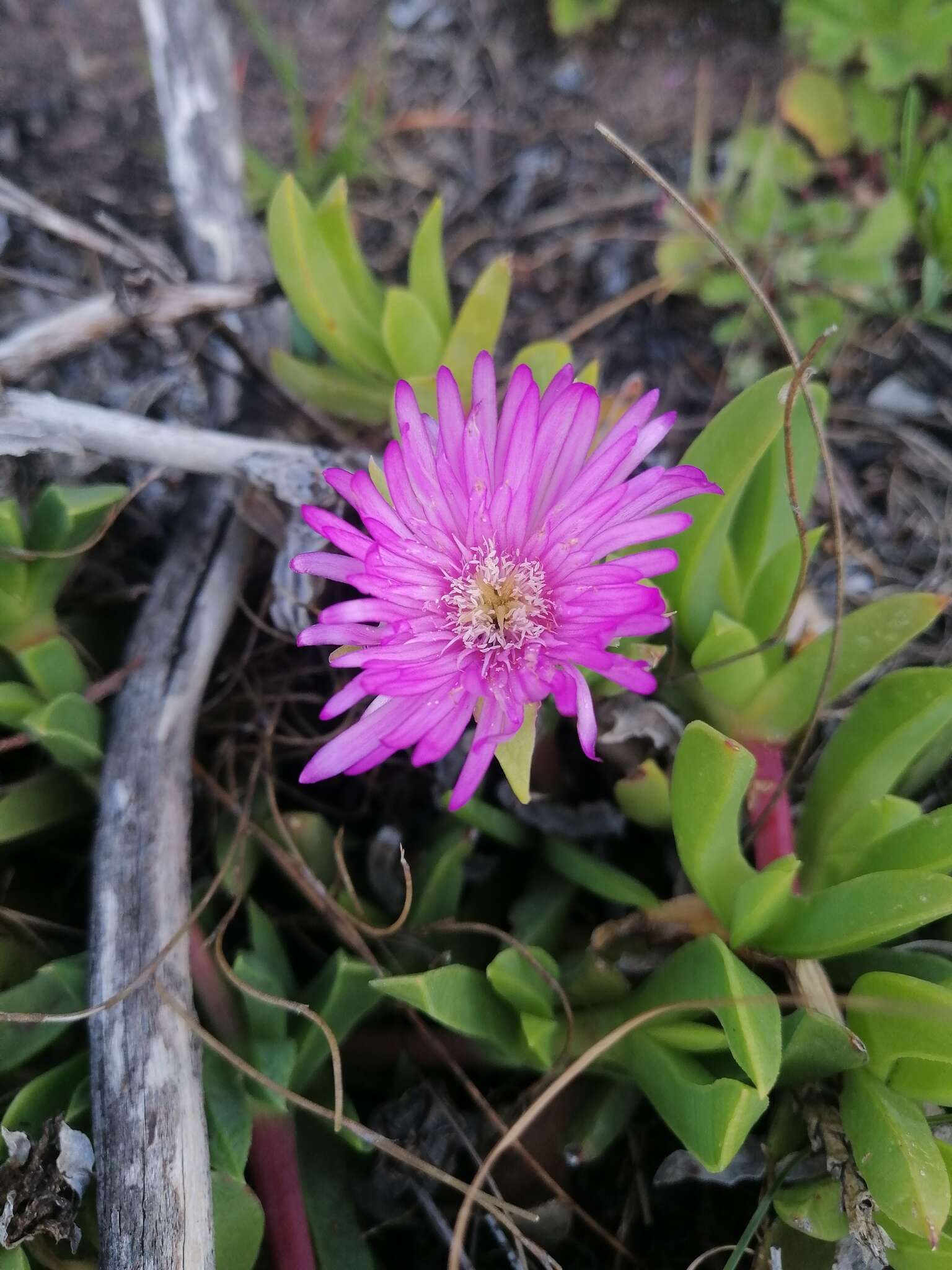 Image of Amphibolia laevis (Ait.) Hartmann